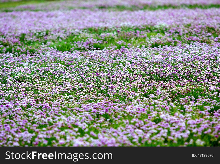 There are many pasture grass in the grassland