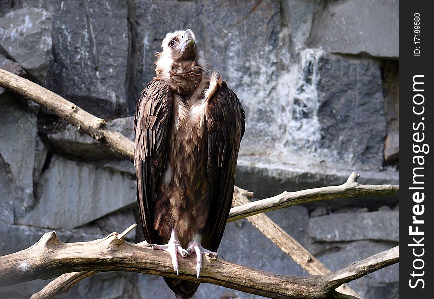 Cinereous Vulture in Moscow zoo