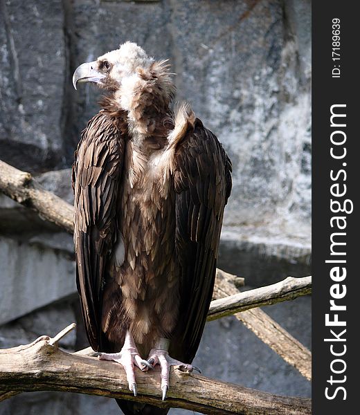 Cinereous Vulture in Moscow zoo