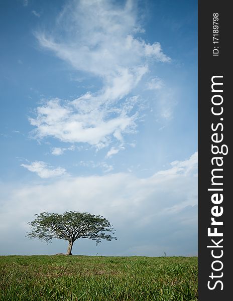 Isolated tree with the blue sky background