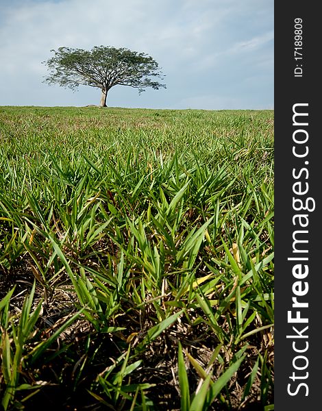 The green grass with isolated tree as background