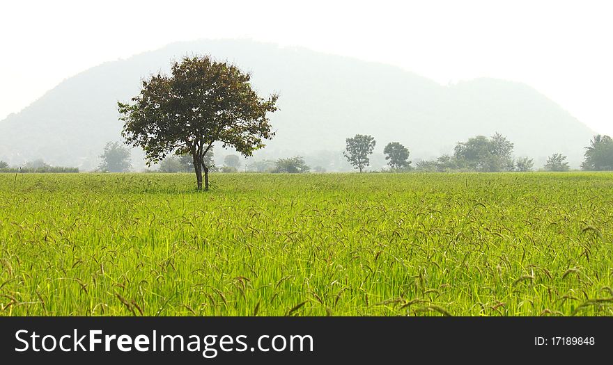 Tree on rice farms , morning in Thailand