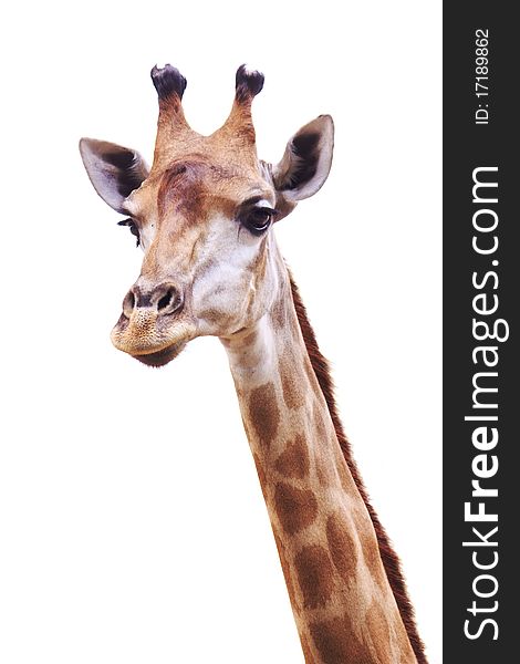 Portrait of a female giraffe head and neck isolated on white background