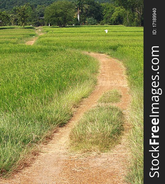 Way in the course of rice farms. Way in the course of rice farms