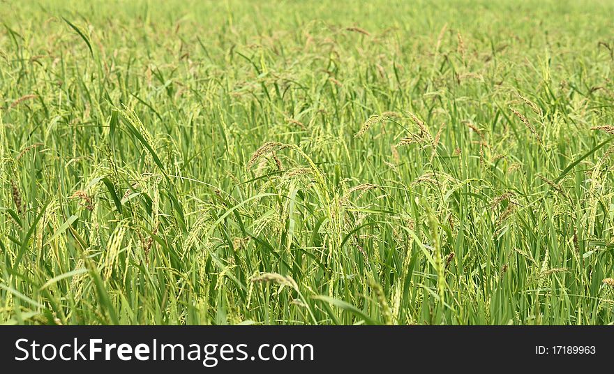 Spike In Rice Farm