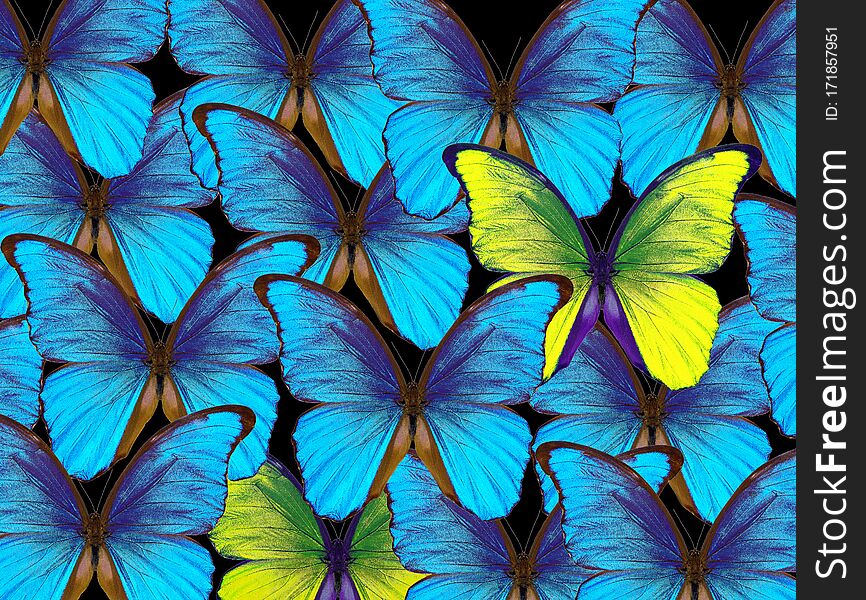 Bright natural tropical background. Morpho butterflies texture background. Blue and yellow butterflies pattern.