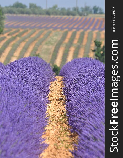 Travel to Provence in the south of France. lavender culture and small village