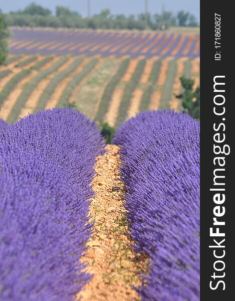 Travel To Provence In The South Of France. Lavender Culture And Small Village