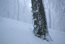 Winter Foggy Oak Forest Royalty Free Stock Image