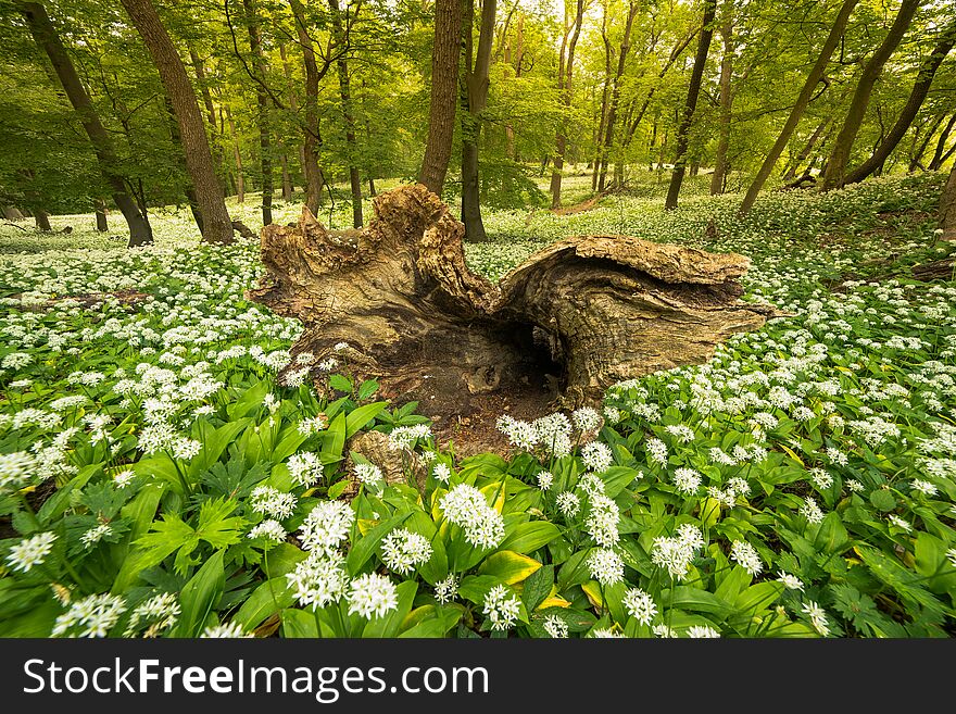 Dead wood surrounded by spring flowers all around the forest. Dead wood surrounded by spring flowers all around the forest