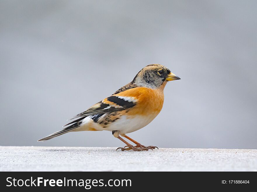 Brambling Fringilla Montifringilla Sitting On A Stick On Grey