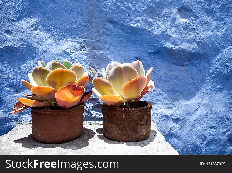 Two succulents in pots on a background of blue wall in the sun.