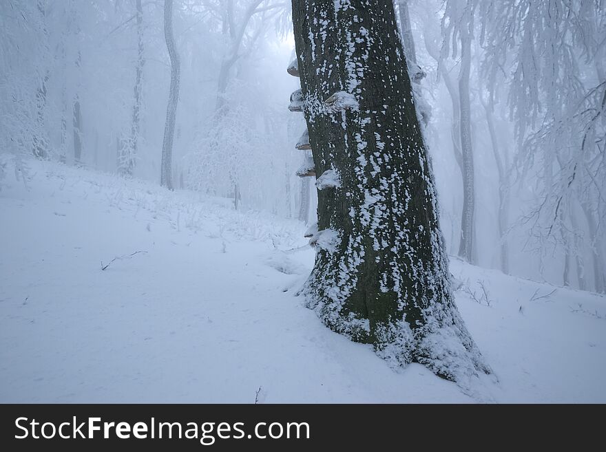 Winter foggy oak forest