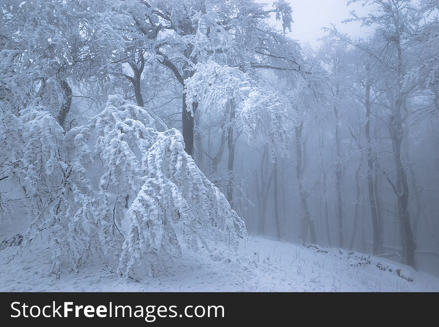 Winter foggy oak forest