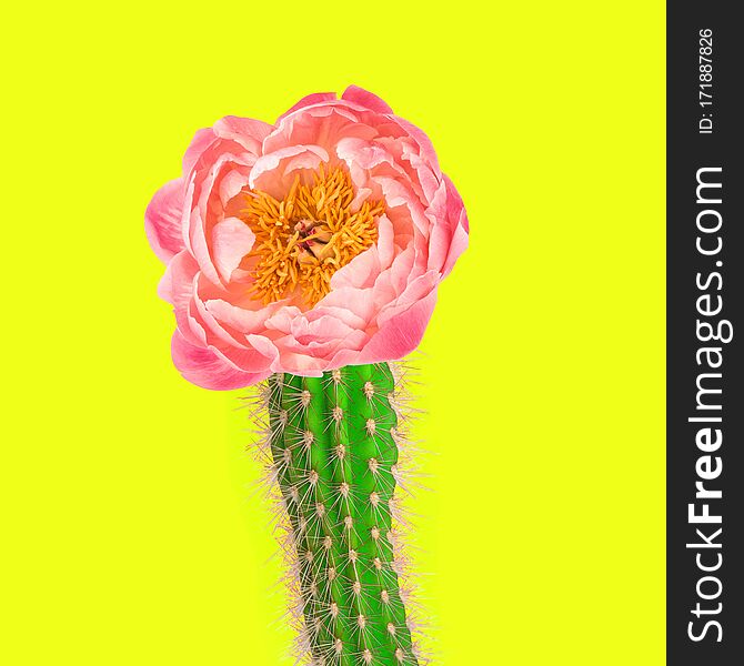 Cactus with pink peony flower on neon yellow background. Creative art collage. Cactus with pink peony flower on neon yellow background. Creative art collage
