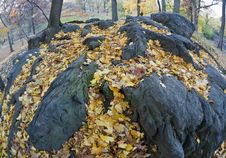 Autumn Leaves On Rocks Royalty Free Stock Photo Autumn Leaves On Rocks Royalty Free Stock Photo