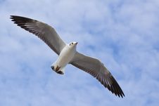 Seagull Flying On The Blue Sky Stock Photo