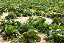 Cabbage Field Royalty Free Stock Images