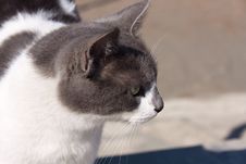 Cat Portrait ,a Close Up View Royalty Free Stock Photo