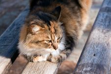 Cat Portrait ,a Close Up View Stock Photography