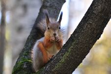 Red Squirrel. Stock Image