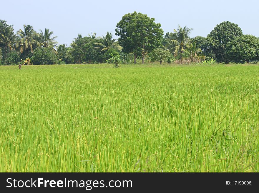 Seed Rice to prepare harvest
