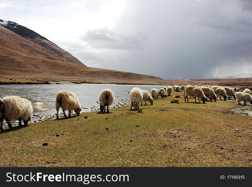 Scenery of sheep on meadow in the highlands of Tibet