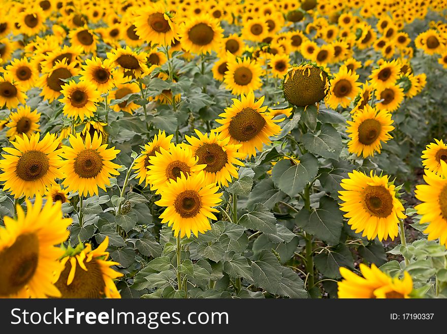 Large field of blooming sunflowers. An image with shallow depth of field.