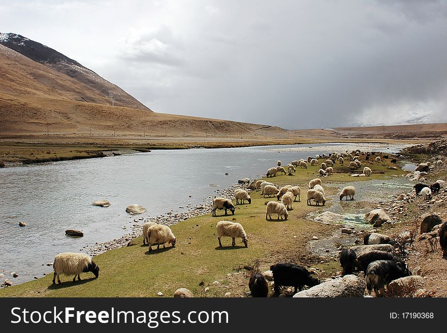 Scenery of mountains and river with sheep on the pasture in Tibet. Scenery of mountains and river with sheep on the pasture in Tibet