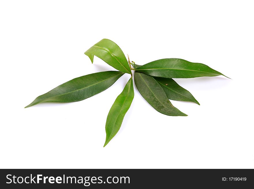 Jamun tree leaves isolated on white background. Jamun tree leaves isolated on white background.