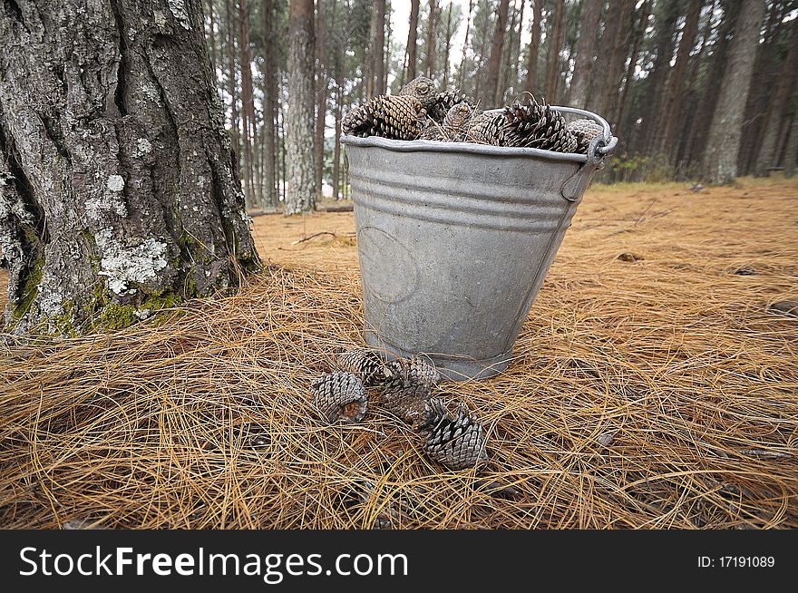 Bucket filled with pine cones. Bucket filled with pine cones