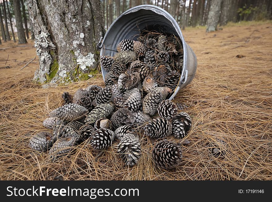 A bucket filled with pine cones. A bucket filled with pine cones