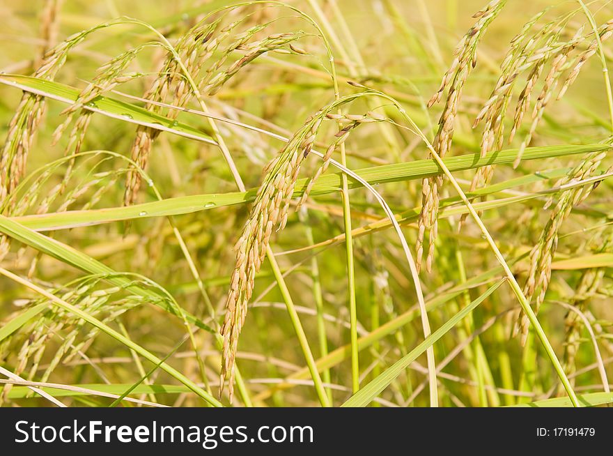 Ripe Thai Jasmine Rice on a rice field in Thailand. Shallow depth of field. Ripe Thai Jasmine Rice on a rice field in Thailand. Shallow depth of field.