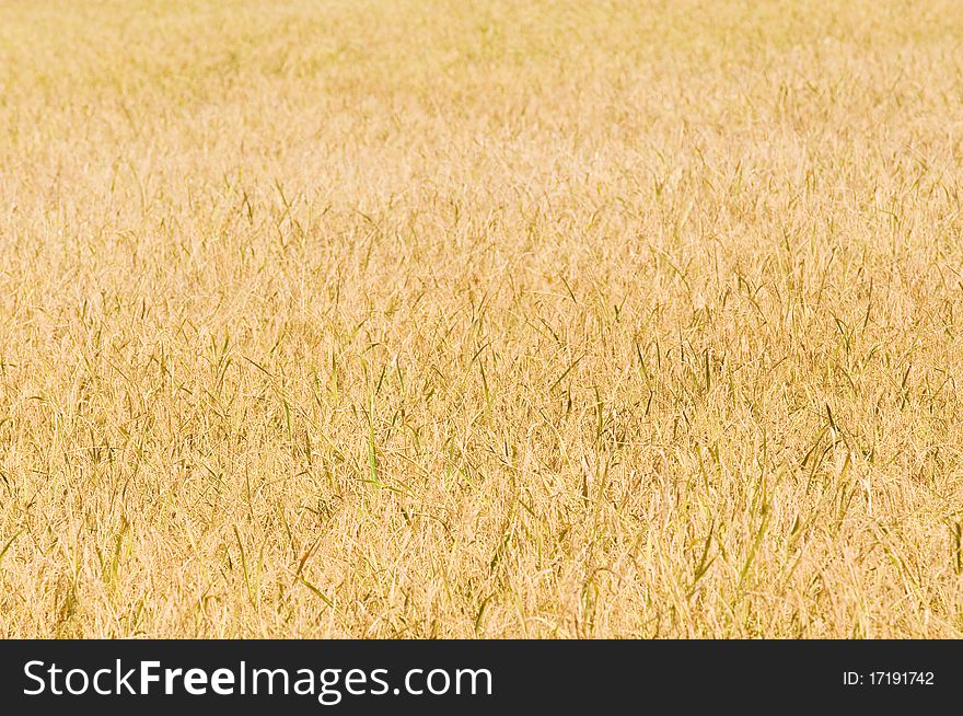 Ripe rice field in Thailand. Shallow depth of field with the lower part of the photo in focus.