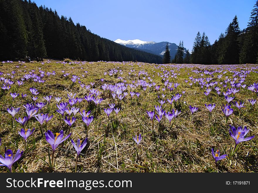 Spring mountain landscape with croci