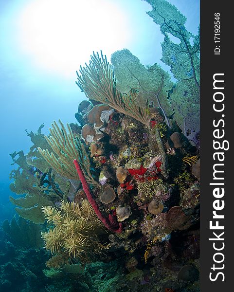 Off the coast of Roatan Honduras underwater coral reefs are bathed in sun. Off the coast of Roatan Honduras underwater coral reefs are bathed in sun