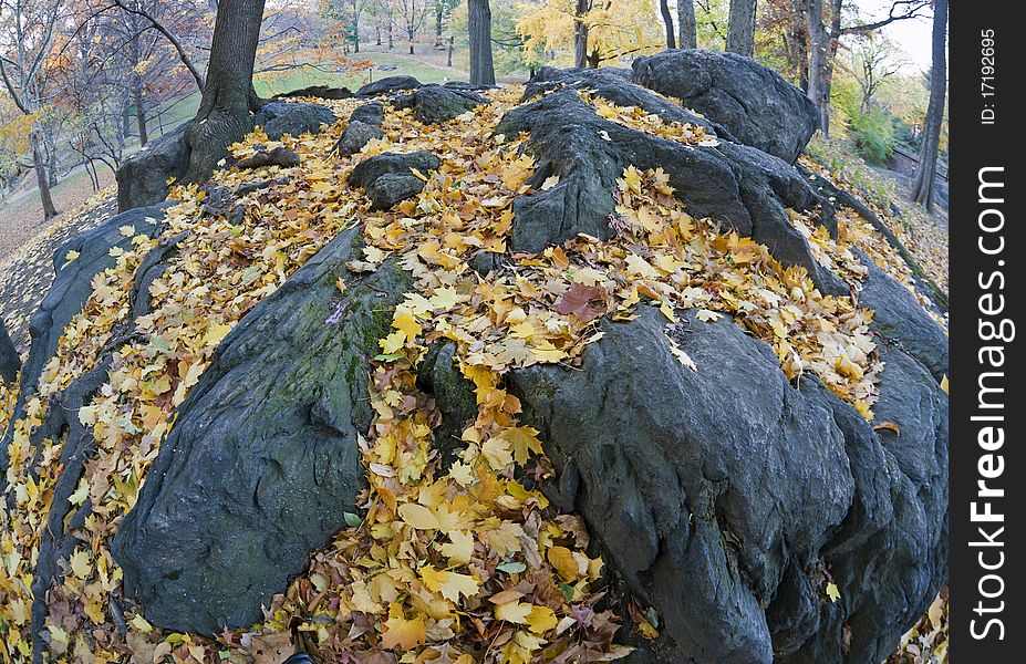 Autumn in Central Park and after a rain leaves are wet on the ground. Autumn in Central Park and after a rain leaves are wet on the ground