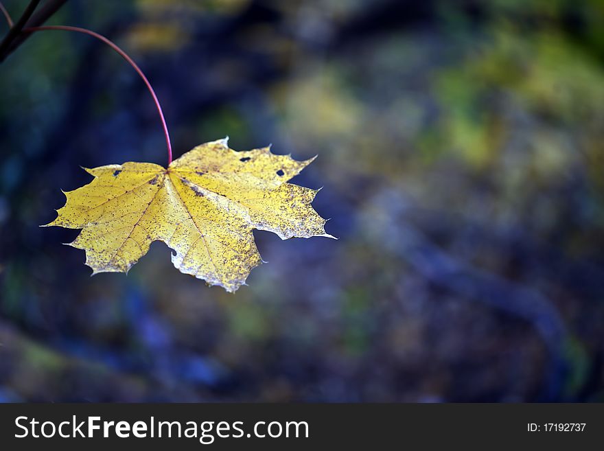 Single Maple Leaf
