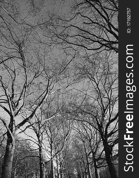 Bare branches of trees in park, London. Bare branches of trees in park, London