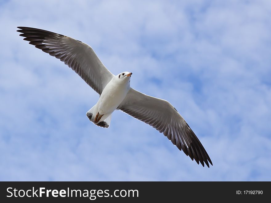 Seagull flying on the blue sky and cloud