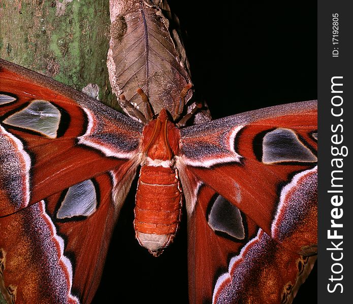 Atlas moth