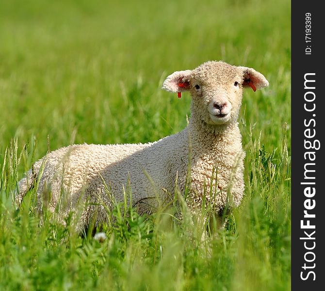 Young lambs are symbol of spring and summer. Young lambs are symbol of spring and summer