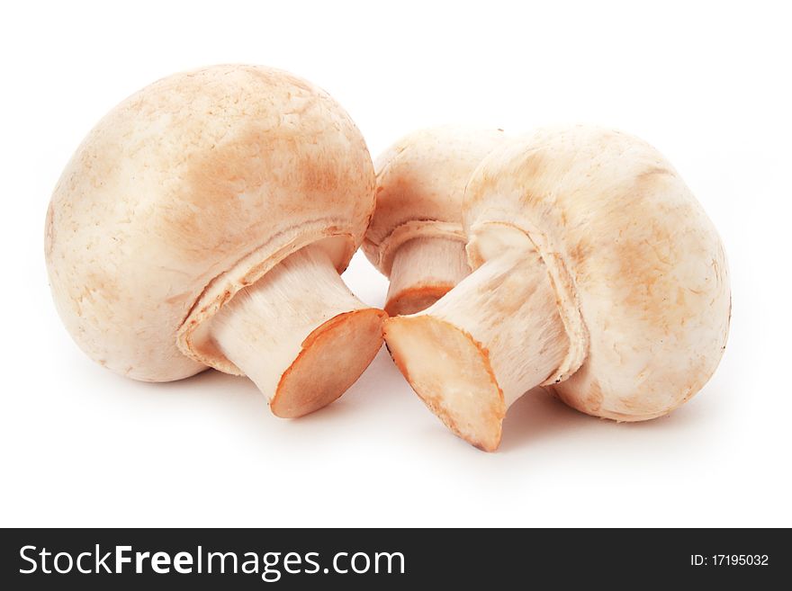 Champignon on white background, fungus, Image