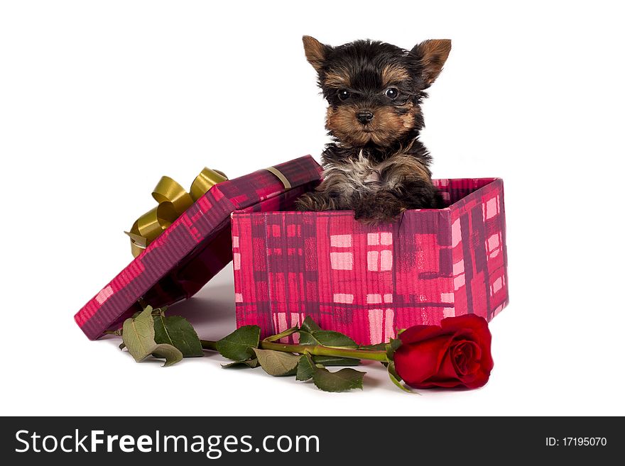 Cute Yorkshire terrier puppy in a Christmas gift box.