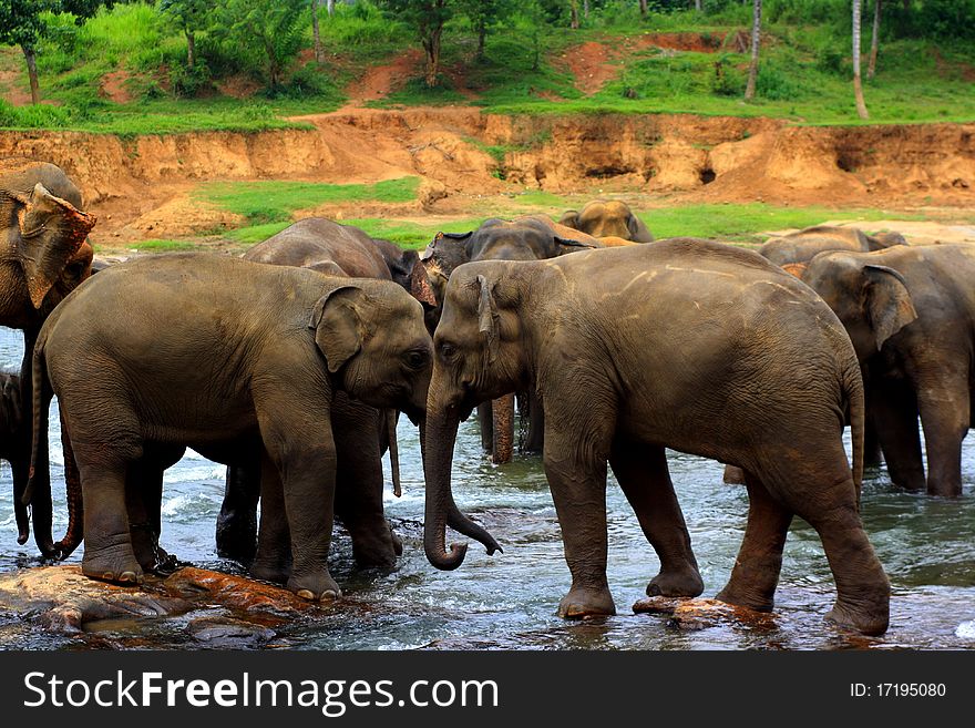 Elephant washing procedure