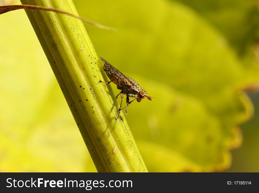 Marsh fly resting on a branch in late summer. Marsh fly resting on a branch in late summer