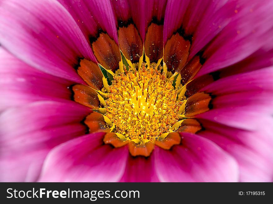 Colsed Up Chrysanthemum