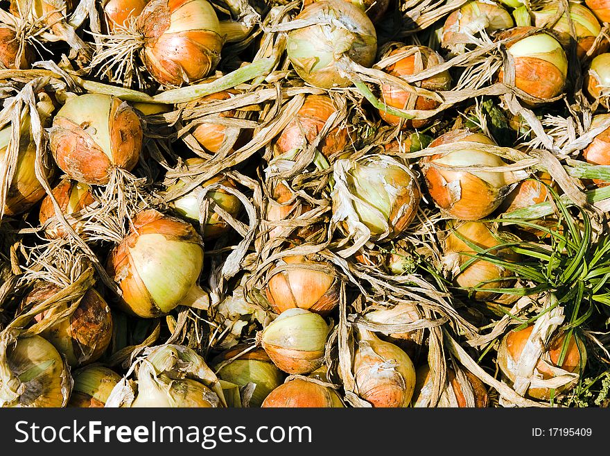 Mature onions which have collected in heaps and a number (onions cleaning). Mature onions which have collected in heaps and a number (onions cleaning)