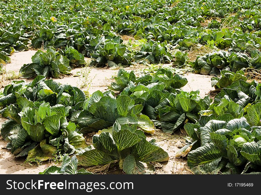 Cabbage field