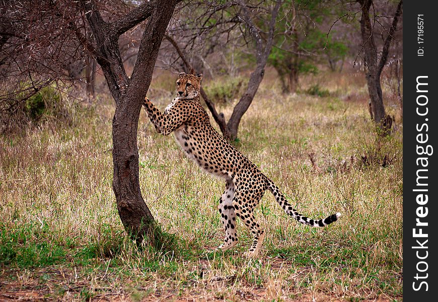 Cheetah clawing a tree in South Africa, Kruger National Park. Cheetah clawing a tree in South Africa, Kruger National Park